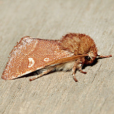 Psaphida styracis