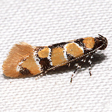 Decantha boreasella