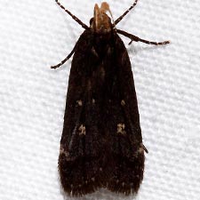 Dichomeris agonia