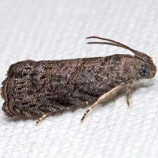 Grapholita packardi