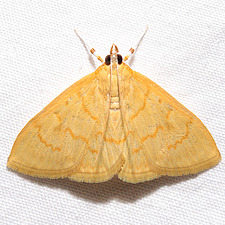 Ecpyrrhorrhoe puralis