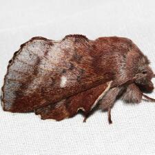 Phyllodesma americana