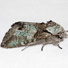 Macrurocampa marthesia