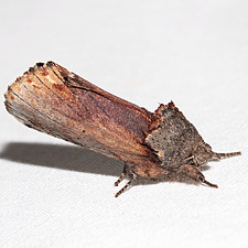 Oedemasia concinna