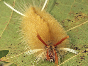 Halysidota harrisii