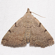 Zanclognatha theralis