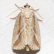 Argillophora furcilla