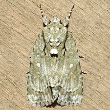 Acronicta vinnula