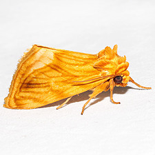 Cirrhophanus triangulifer