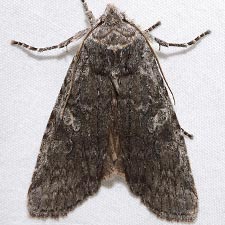 Lithophane laticinerea