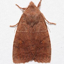 Eupsilia cirripalea