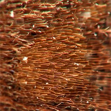 Eupsilia cirripalea