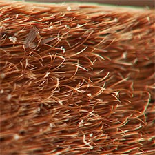 Eupsilia cirripalea