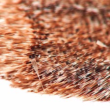 Eupsilia cirripalea
