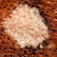 Eupsilia cirripalea