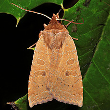 Epiglaea decliva