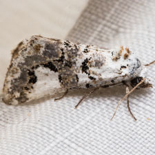 Tristyla alboplagiata