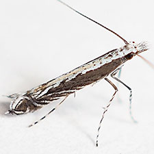 [Ornixolinae - No Genus] quinquistrigella