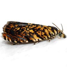 Dichrorampha leopardana
