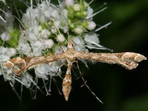 Amblyptilia pica