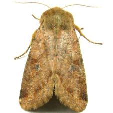 Orthosia rubescens