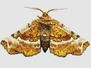 Selenia kentaria