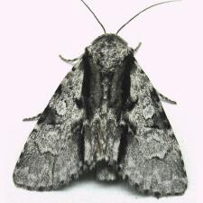 Acronicta funeralis