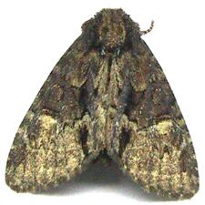 Phosphila turbulenta