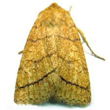 Pyreferra hesperidago