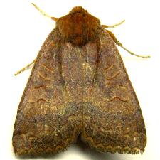 Metaxaglaea violacea