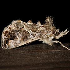 Polychrysia morigera