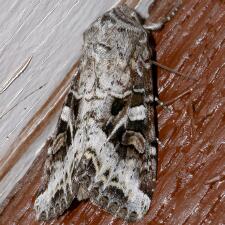 Trichordestra liquida