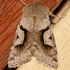 Acerra normalis