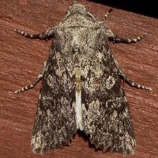 Egira curialis