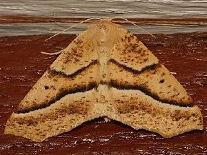 Tetracis pallulata