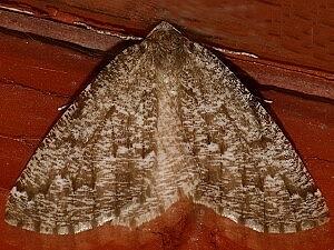 Sabulodes venata