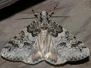 Drasteria sabulosa