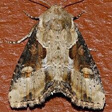 Lateroligia ophiogramma