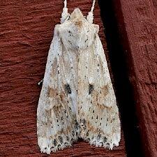 Lithophane innominata