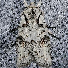 Lithophane baileyi