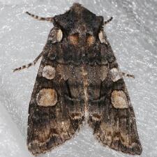Lithophane dilatocula