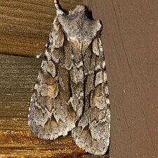 Lithophane thaxteri