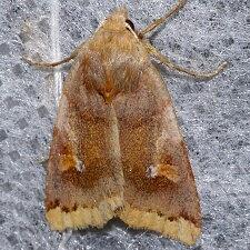 Agrochola pulchella