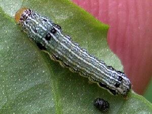 Spodoptera eridania