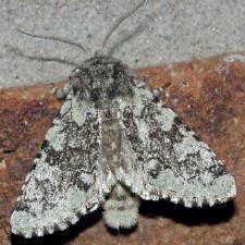 Feralia major