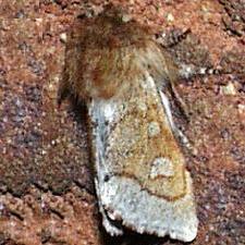 Psaphida styracis