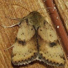 Heliothis acesias