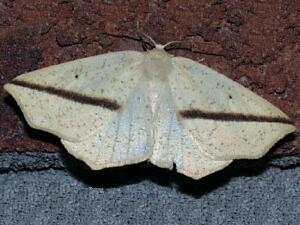 Tetracis crocallata