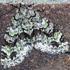 Cladara atroliturata