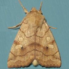 Enargia infumata